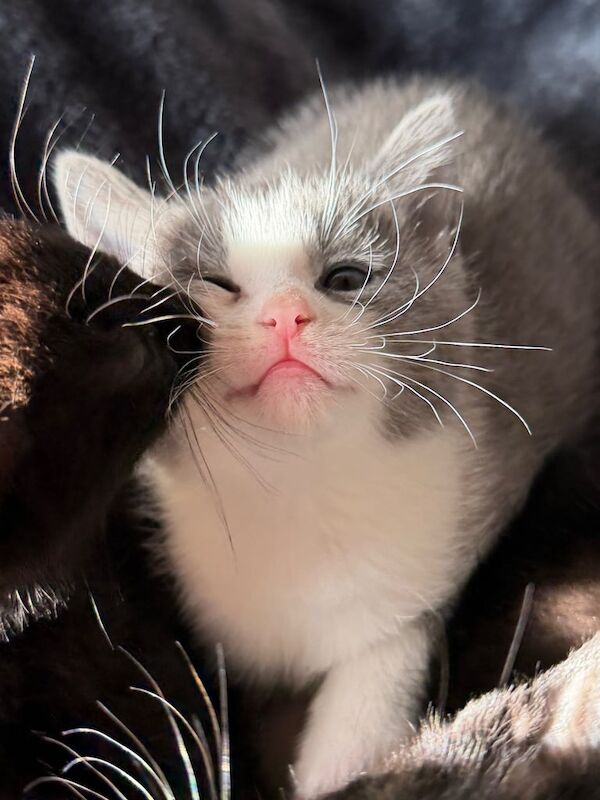 Russian Blue kittens for sale in Peterborough, Cambridgeshire – 9 weeks old