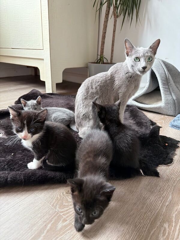 Russian Blue kittens for sale in Peterborough, Cambridgeshire – 9 weeks old - Image 2 of 3