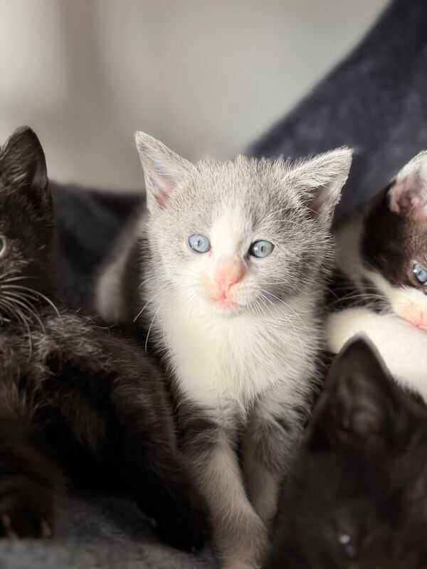 Russian Blue kittens for sale in Peterborough, Cambridgeshire – 9 weeks old - Image 3 of 3