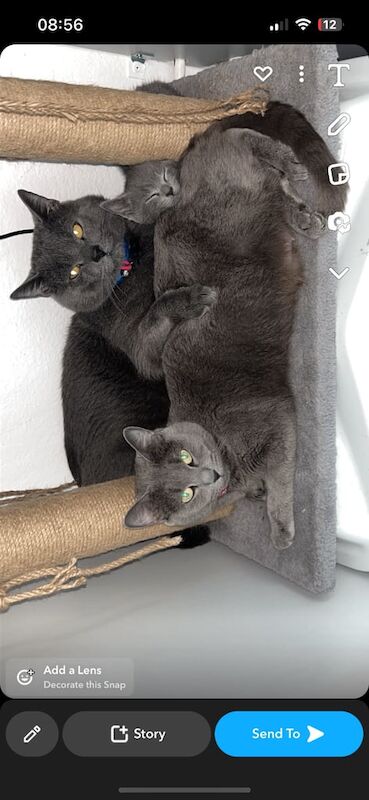 Russian Blue kittens for sale in Southfields, Greater London – 8 weeks old