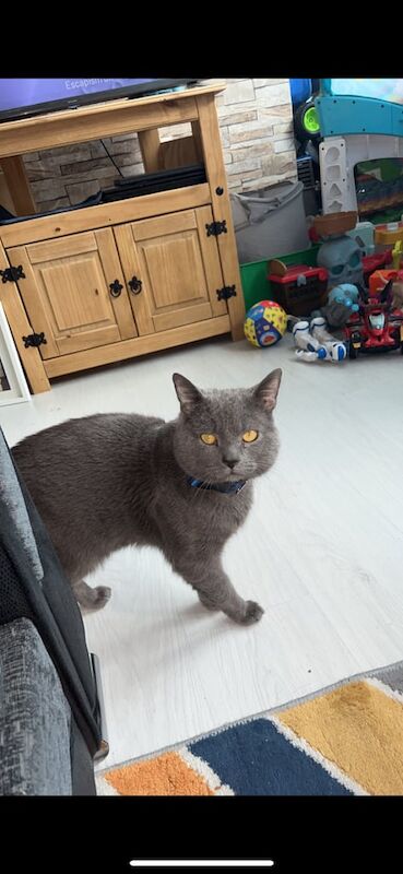 Russian Blue kittens for sale in Southfields, Greater London – 8 weeks old - Image 2 of 3