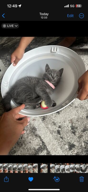 Russian Blue kittens for sale in Southfields, Greater London – 8 weeks old - Image 3 of 3