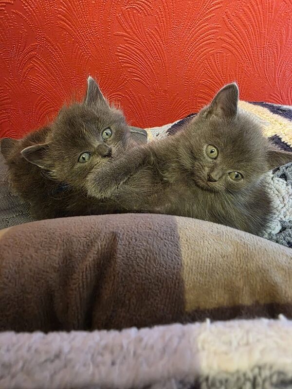 Russian Blue kittens for sale in Ripley, Derbyshire – 8 weeks old