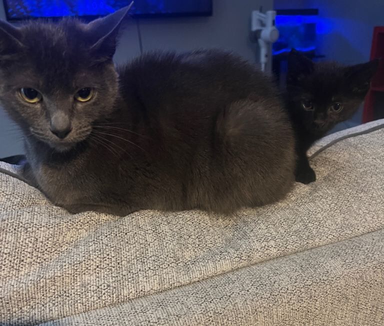 Russian Blue kittens for sale in Newcastle upon Tyne, Tyne and Wear – 8 weeks old