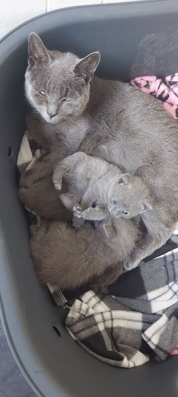 Russian Blue kittens for sale in Newtownards, County Down – 6 weeks old