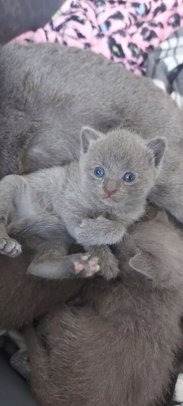 Russian Blue kittens for sale in Newtownards, County Down – 6 weeks old - Image 2 of 3