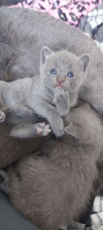 Russian Blue kittens for sale in Newtownards, County Down – 6 weeks old - Image 3 of 3