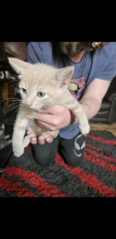 Russian blue x kittens