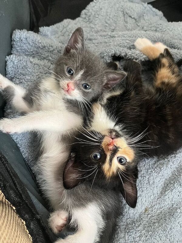 Russian Blue Kittens For Sale
