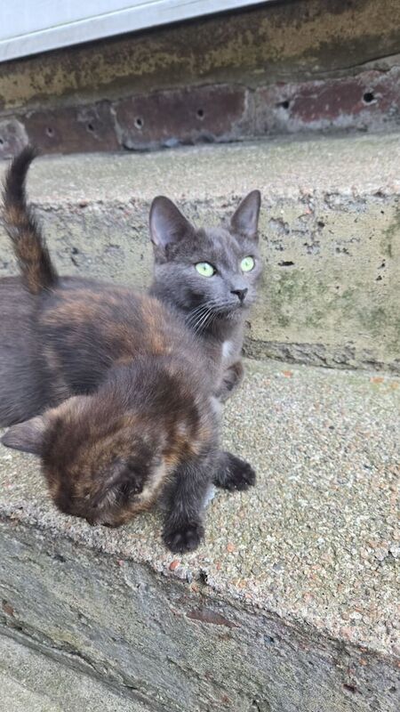 Russian Blue kittens for sale in Oldham, Greater Manchester – 7 weeks old
