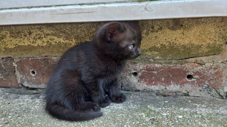 Russian Blue kittens for sale in Oldham, Greater Manchester – 7 weeks old - Image 3 of 3