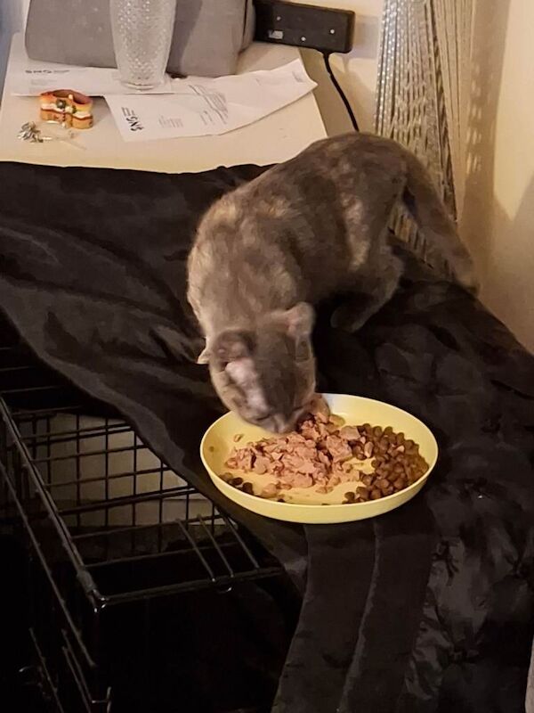 Russian Blue kittens for sale in Basingstoke, Hampshire – 4 months old - Image 2 of 3