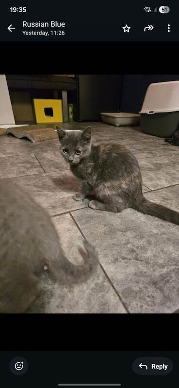 Russian Blue kittens for sale in Basingstoke, Hampshire – 4 months old - Image 3 of 3