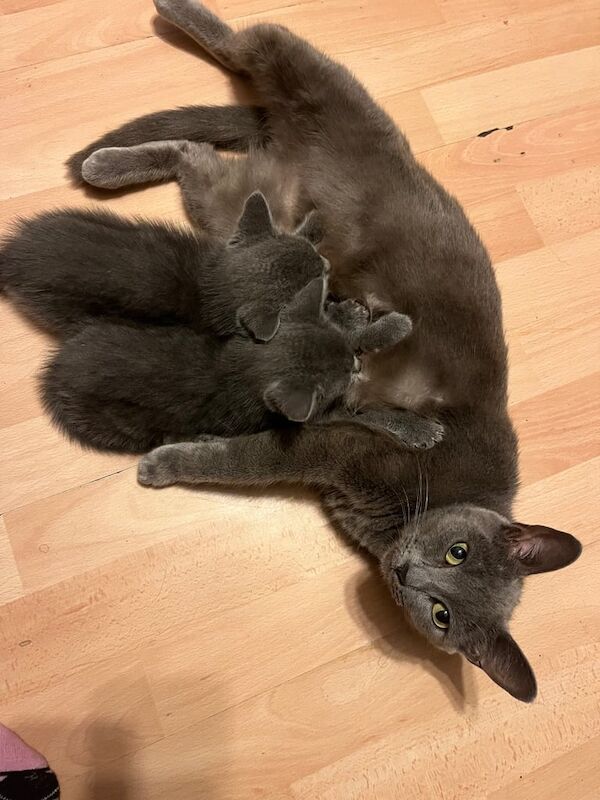Russian Blue kittens for sale in Lewisham, Greater London – 10 weeks old