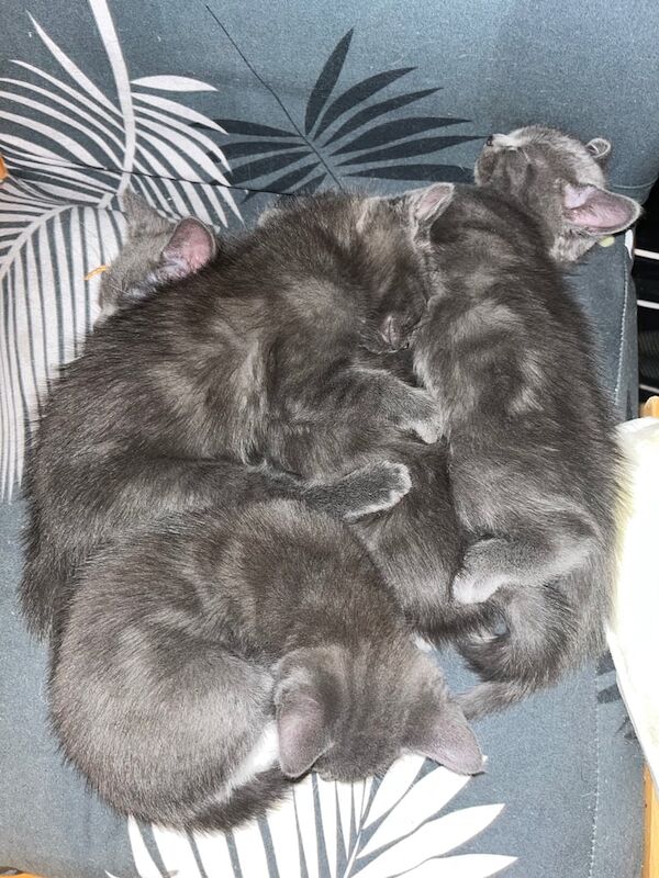 Russian Blue kittens for sale in Lewisham, Greater London – 10 weeks old - Image 2 of 6