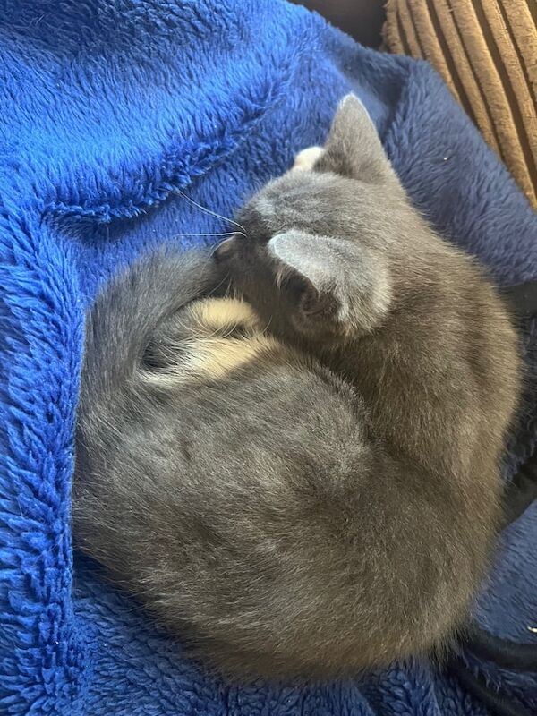 Russian Blue kittens for sale in Lewisham, Greater London – 10 weeks old - Image 3 of 6