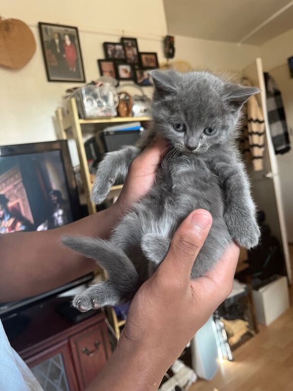Russian Blue kittens for sale in Lewisham, Greater London – 10 weeks old - Image 5 of 6