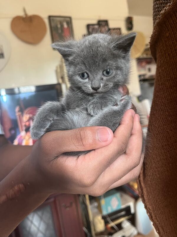 Russian Blue kittens for sale in Lewisham, Greater London – 10 weeks old - Image 6 of 6