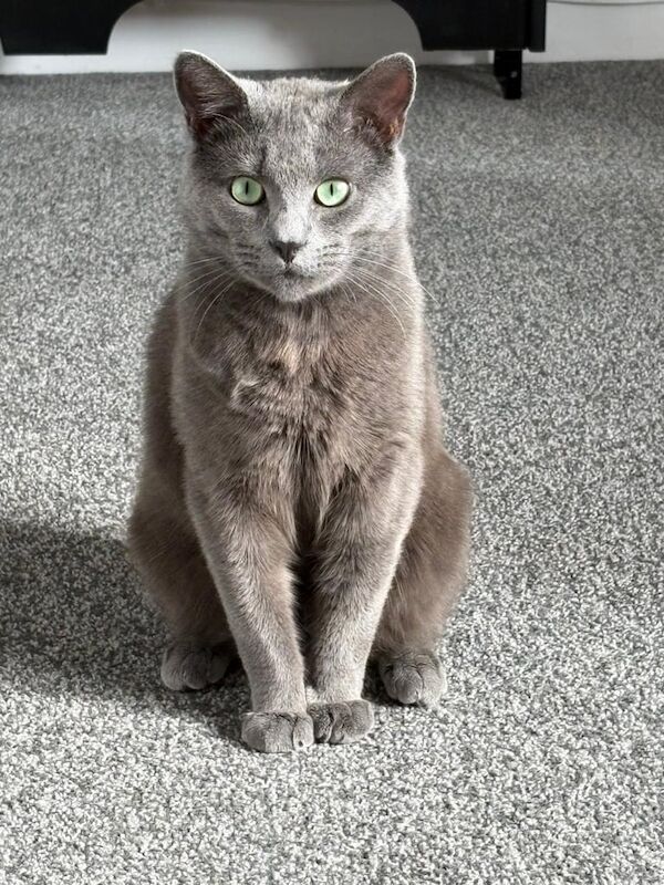 🩵 Stunning 1-Year-Old Russian Blue Male Cat – Not Neutered – £800 (Open to Offers) 🩵 for sale in Radstock, Somerset