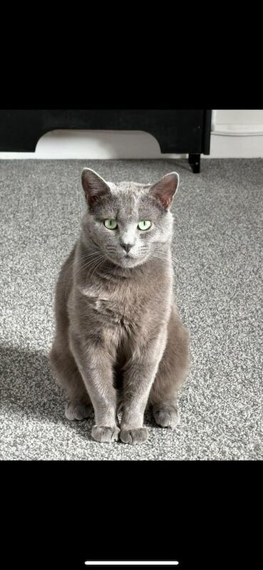 🩵 Stunning 1-Year-Old Russian Blue Male Cat – Not Neutered – £800 (Open to Offers) 🩵 for sale in Radstock, Somerset | Image 2