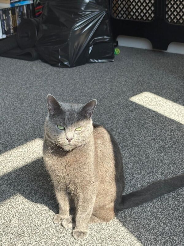 🩵 Stunning 1-Year-Old Russian Blue Male Cat – Not Neutered – £800 (Open to Offers) 🩵 for sale in Radstock, Somerset | Image 3