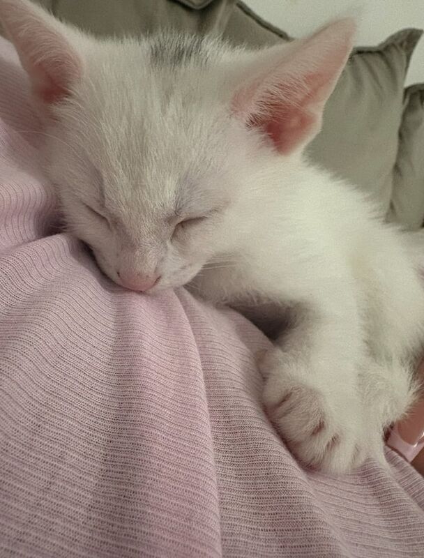 Stunning White Russian kitten - Ready to go for sale in Beckenham, Greater London