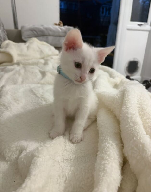 Stunning White Russian kitten - Ready to go for sale in Beckenham, Greater London | Image 2