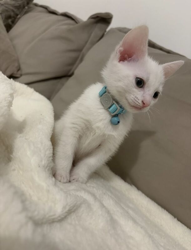 Stunning White Russian kitten - Ready to go for sale in Beckenham, Greater London | Image 3