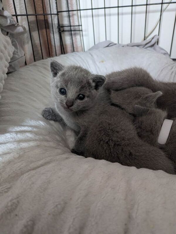 TICA Registered Russian Blue Kittens For Sale