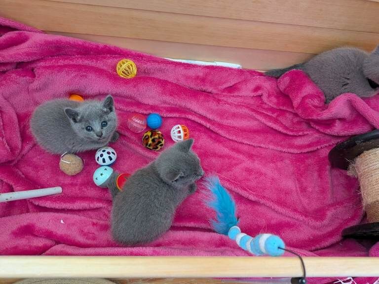 TICA Registered Russian Blue kittens - Image 2 of 6