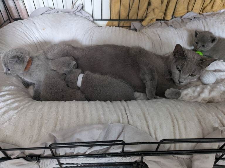 TICA Registered Russian Blue kittens - Image 3 of 6