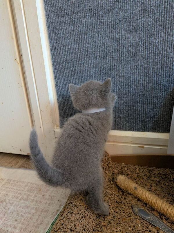 TICA Registered Russian Blue kittens - Image 4 of 6