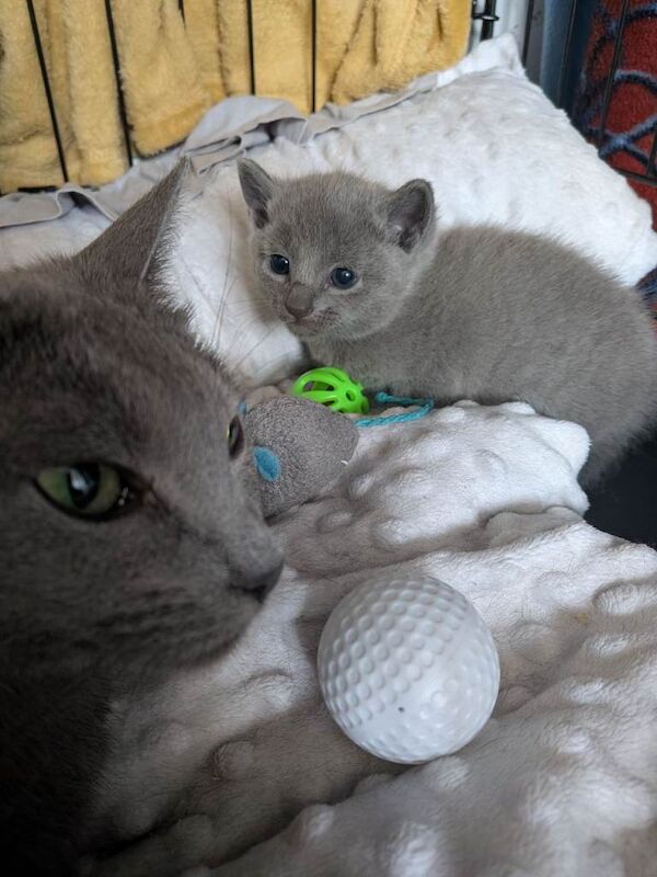 TICA Registered Russian Blue kittens - Image 5 of 6