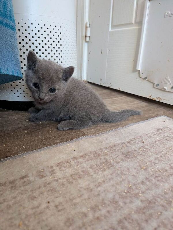 TICA Registered Russian Blue kittens - Image 6 of 6