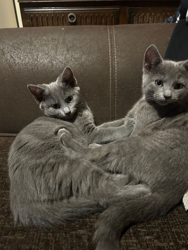 Russian Blue kittens for sale in Southall, London – 3 months old