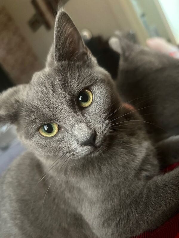 Russian Blue kittens for sale in Southall, London – 3 months old - Image 2 of 3