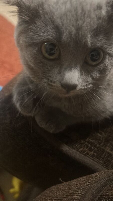 Russian Blue kittens for sale in Southall, London – 3 months old - Image 3 of 3