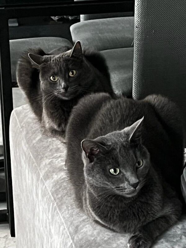Two Russian Blue Boys must go together for sale in Carlton, Nottinghamshire
