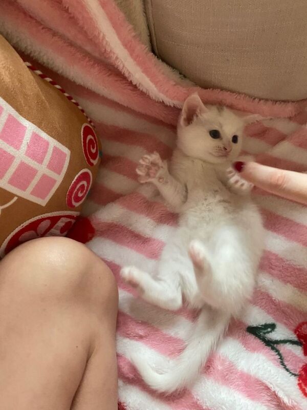 Russian Blue kittens for sale in Sunbury-on-Thames, Surrey – 3 months old