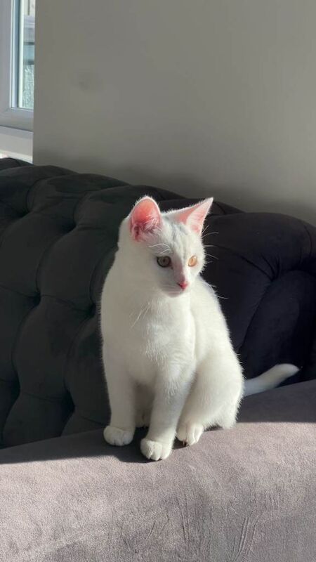 Russian Blue kittens for sale in Leeds, West Yorkshire – 5 months old